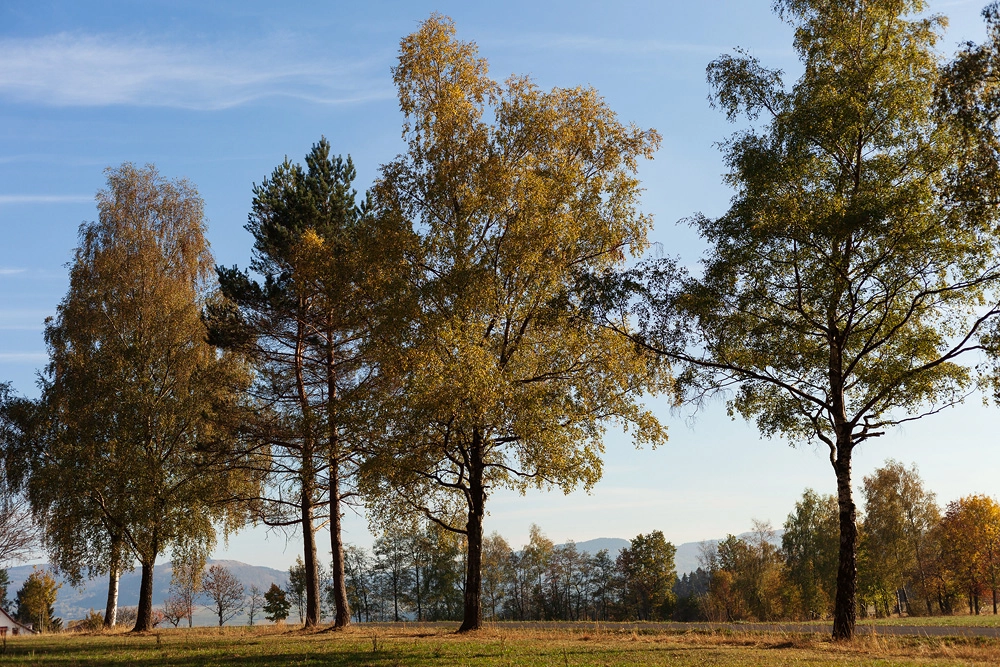 Herbstbild am Wachtküppel in der Rhön