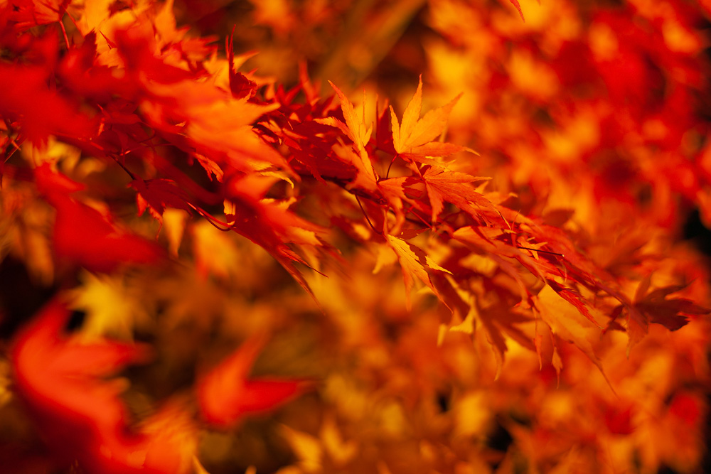 Ein wahrlich Goldener Oktober - Herbstbilder aus der Region