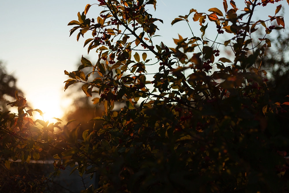 Sonnenuntergang am Geisküppel in Künzell