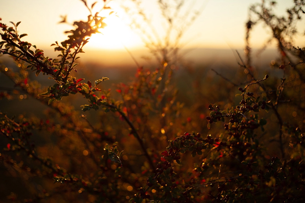 Sonnenuntergang am Geisküppel in Künzell