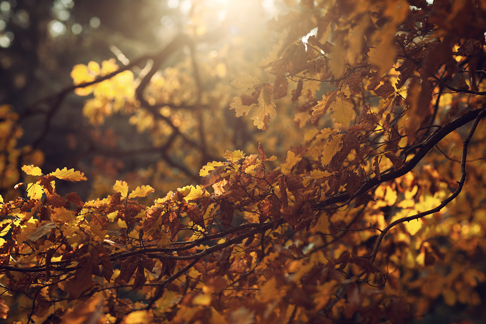 Herbststimmung