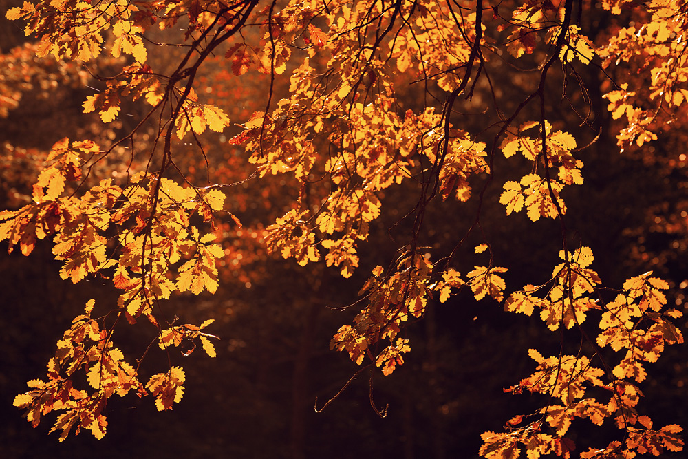 Ein wahrlich Goldener Oktober - Herbstbilder aus der Region