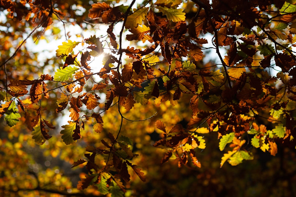 Ein wahrlich Goldener Oktober - Herbstbilder aus der Region