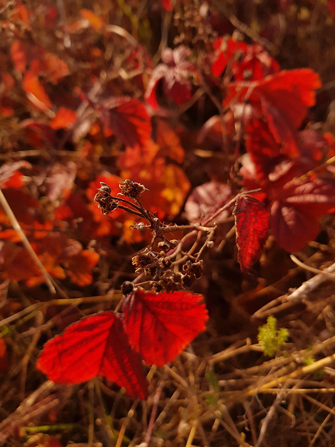 Ein wahrlich Goldener Oktober - Herbstbilder aus der Region