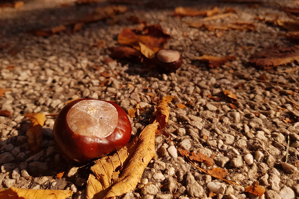 Herbstbilder aus der Region