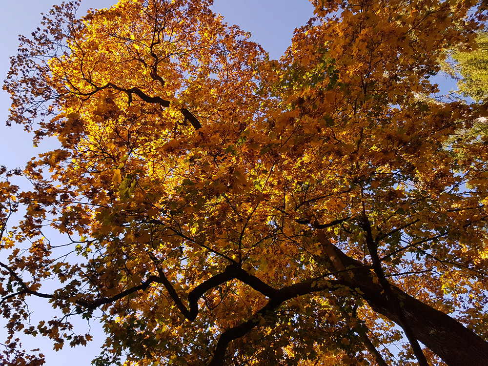 Herbstfoto