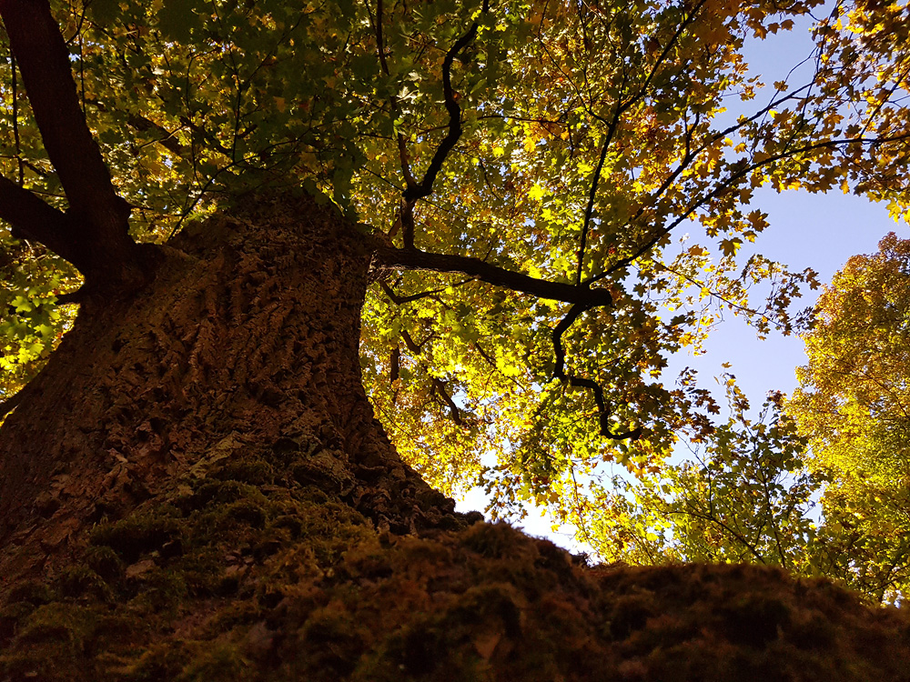 Ein wahrlich Goldener Oktober - Herbstbilder aus der Region